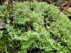 Cladonia ceratophylla