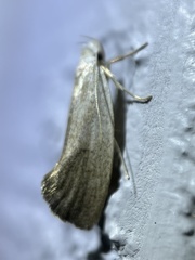 Xyloryctidae