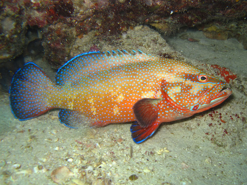 African hind (Cephalopholis taeniops) — Serranidae — 2