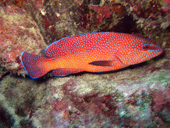 Cephalopholis taeniops