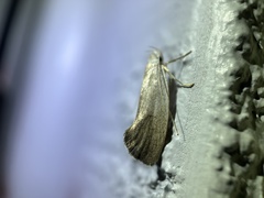 Xyloryctidae
