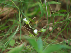 Ipomoea biflora