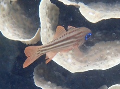 Ostorhinchus compressus