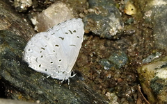 Acytolepis puspa