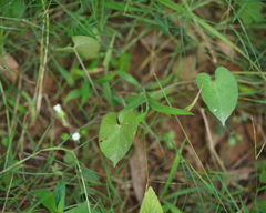 Ipomoea biflora