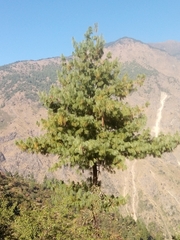Pinus wallichiana