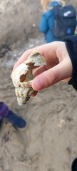 Neogastropoda