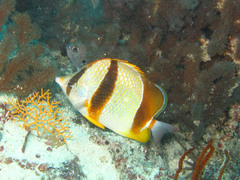 Chaetodon robustus