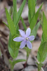 Walleria mackenziei