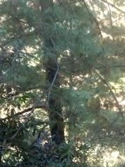 Pinus wallichiana