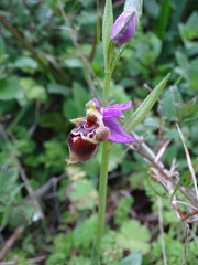 Ophrys heldreichii