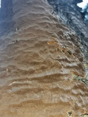 Phellinus laevigatus