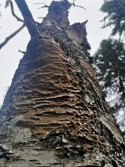 Phellinus laevigatus