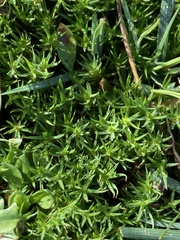 Polytrichum piliferum