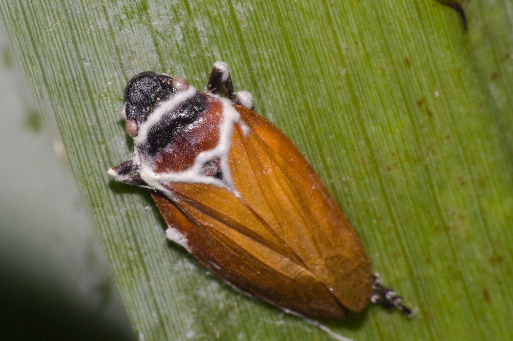 Kanaima katzensteinii