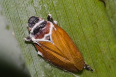 Kanaima katzensteinii