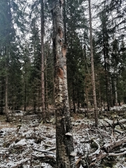 Phellinus laevigatus