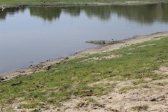 Crocodylus palustris