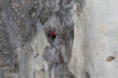 Probergrothius