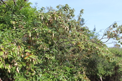 Pterospermum suberifolium