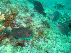 Chromis chromis