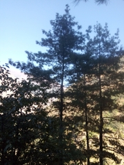 Pinus wallichiana