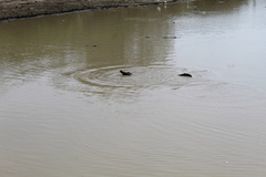 Crocodylus palustris