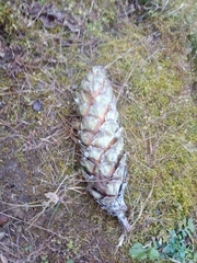 Pinus wallichiana