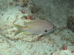 Chromis lubbocki