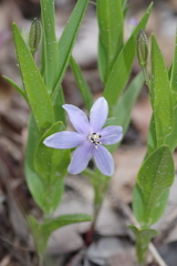 Walleria mackenziei