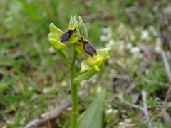 Ophrys sicula