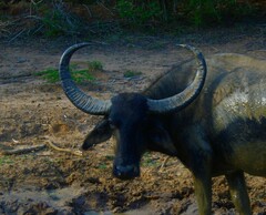 Bubalus arnee