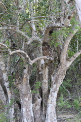 Ketupa zeylonensis