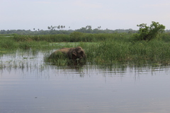 Elephas maximus maximus