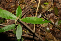 Melodinus acutiflorus