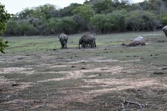 Elephas maximus maximus