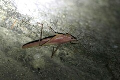 Euconocephalus varius