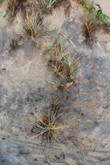 Spinifex littoreus