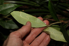 Melodinus acutiflorus