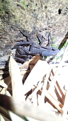 Tityus obscurus