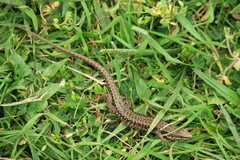 Podarcis muralis