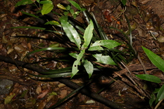 Melodinus acutiflorus