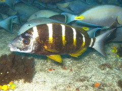 Diplodus fasciatus