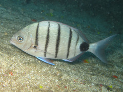 Diplodus lineatus