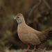 Stone Partridge - Photo (c) Liki Fumei, some rights reserved (CC BY-SA)