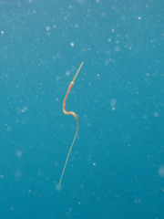 Fistularia tabacaria