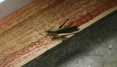 Phlaeoba antennata