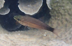 Cheilodipterus artus