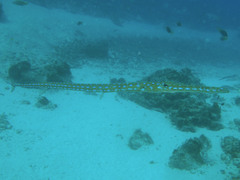 Fistularia tabacaria