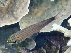 Cheilodipterus artus